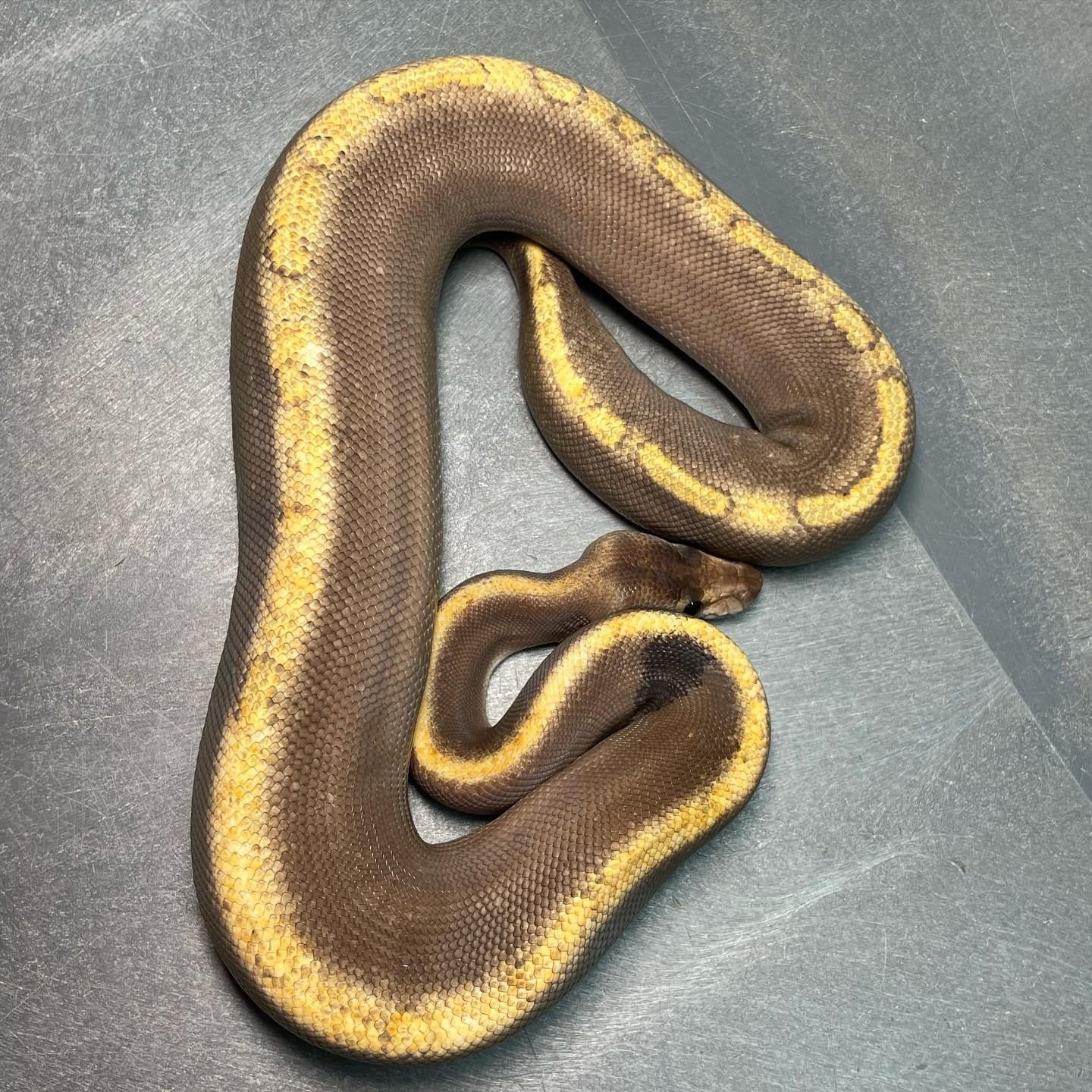 GHI Champagne Phantom 50% Het Pied male sub-adult