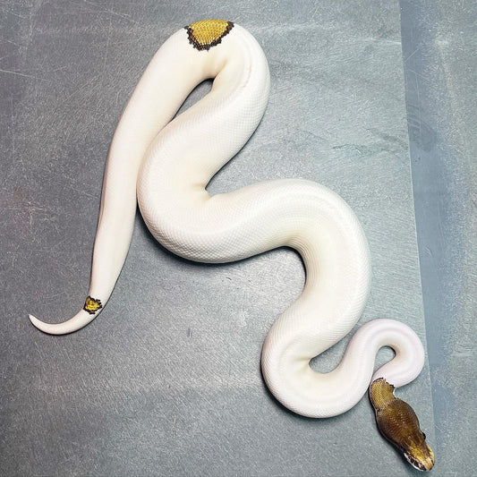 Mojave Pin Pied Het Lavender (Enchi) Male Ball Python