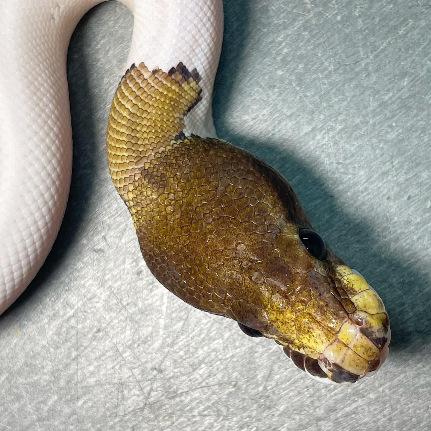 Mojave Pin Pied Het Lavender (Enchi) Male Ball Python