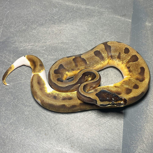Enchi Pied Female Ball Python
