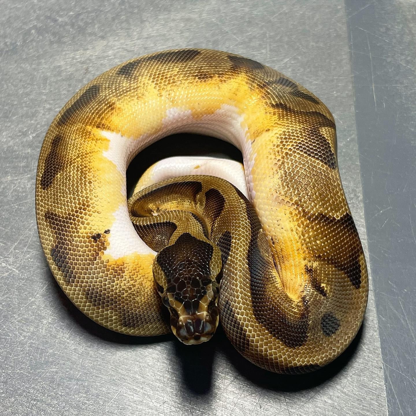Enchi Pied Female Ball Python