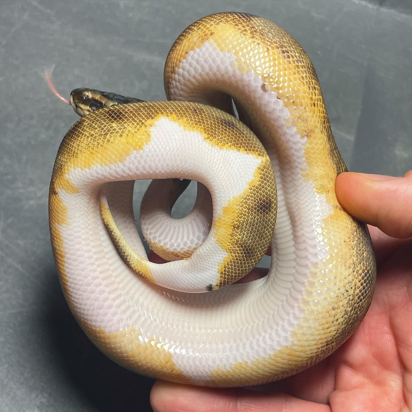 Enchi Pied Female Ball Python
