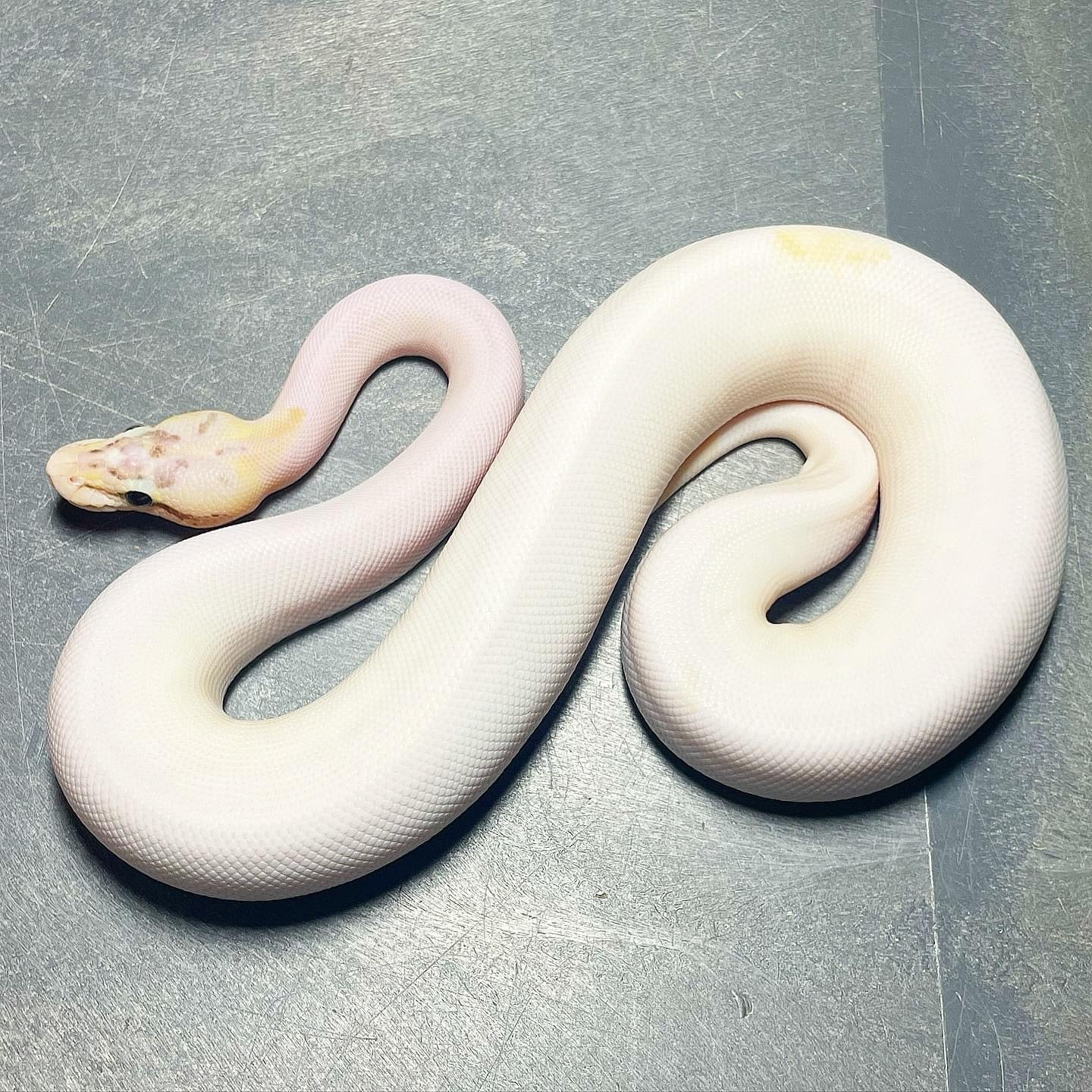 Pastel Puma Pied Male Ball Python