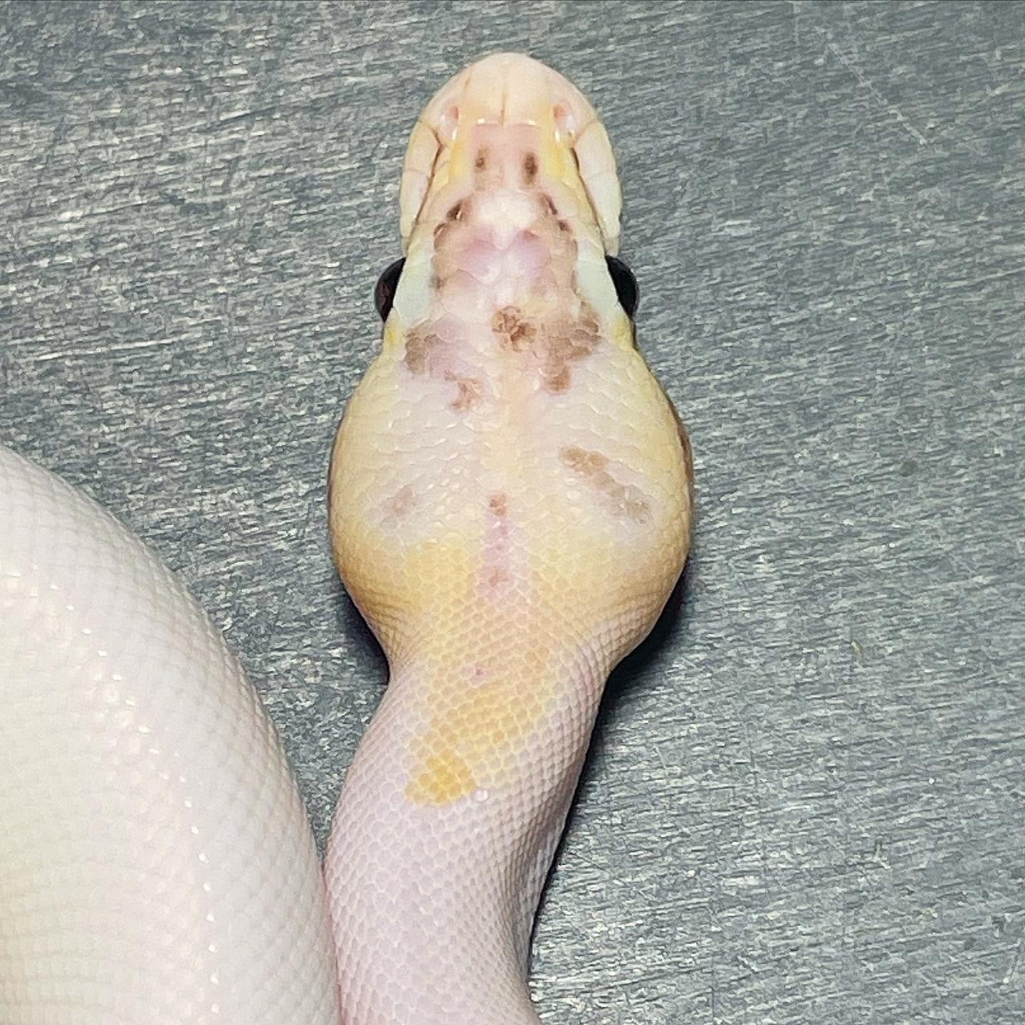 Pastel Puma Pied Male Ball Python
