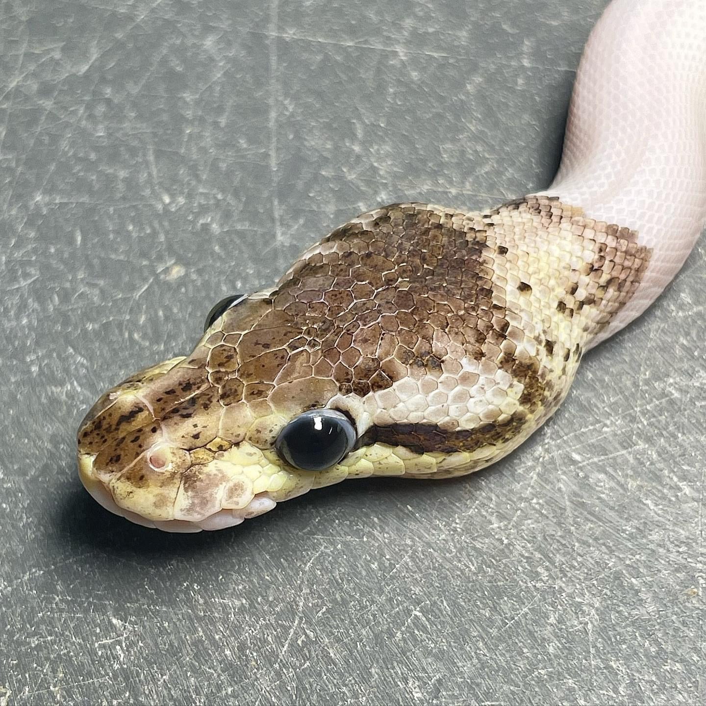 (Super) Leopard Red Axanthic Pastel Pied DOT MATRIX Bloodline Ball Python