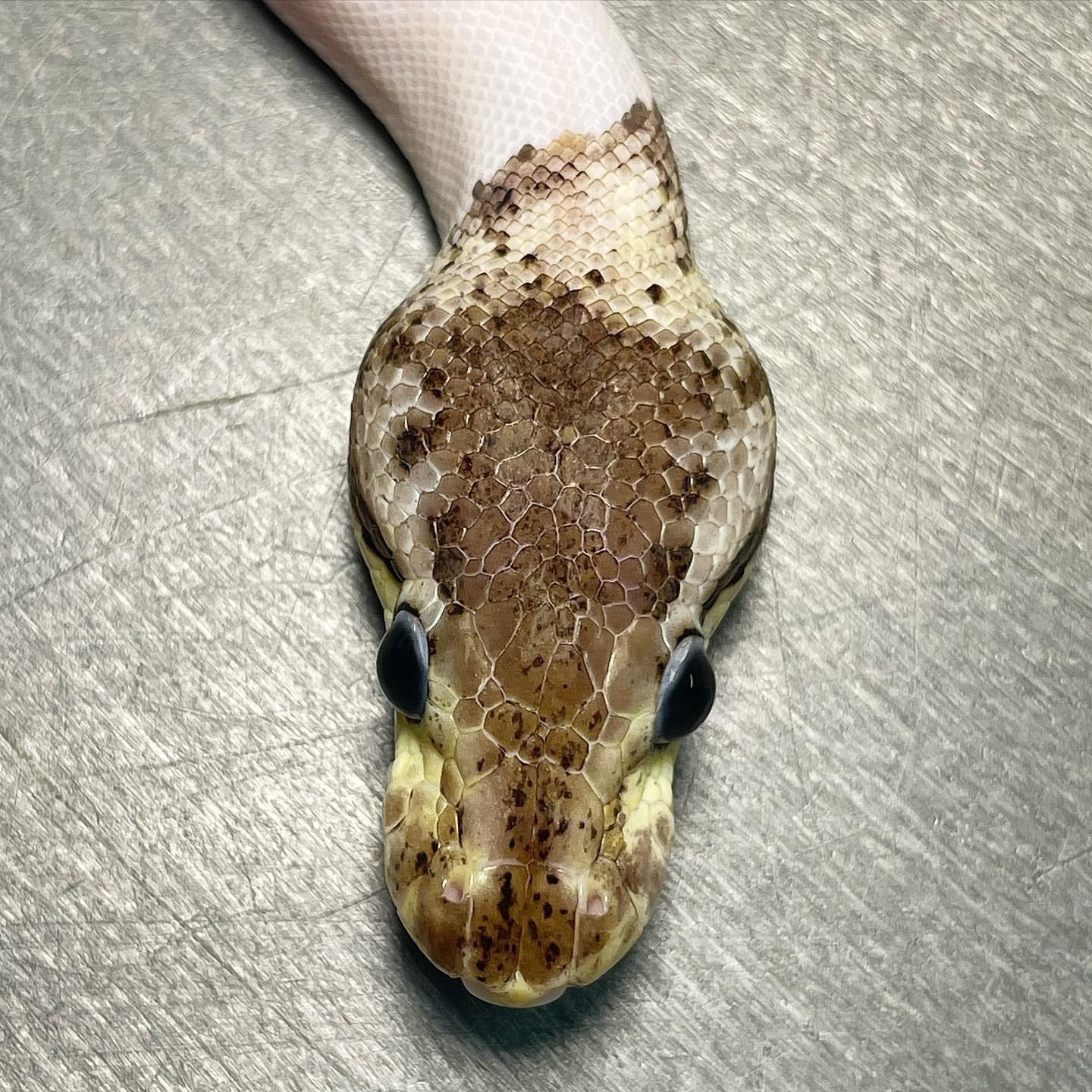 (Super) Leopard Red Axanthic Pastel Pied DOT MATRIX Bloodline Ball Python