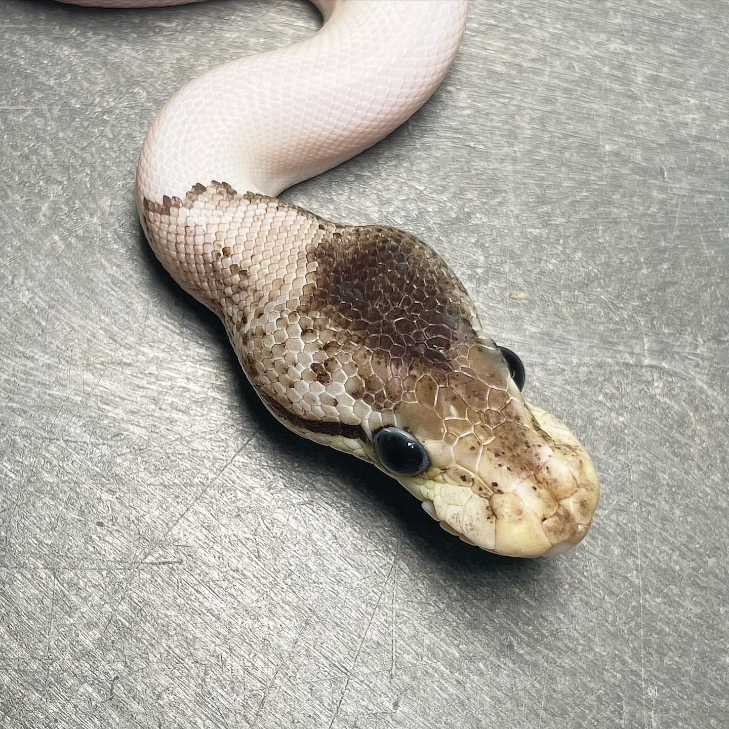 (Super) Leopard Red Axanthic Pastel Pied DOT MATRIX Bloodline Male Ball Python