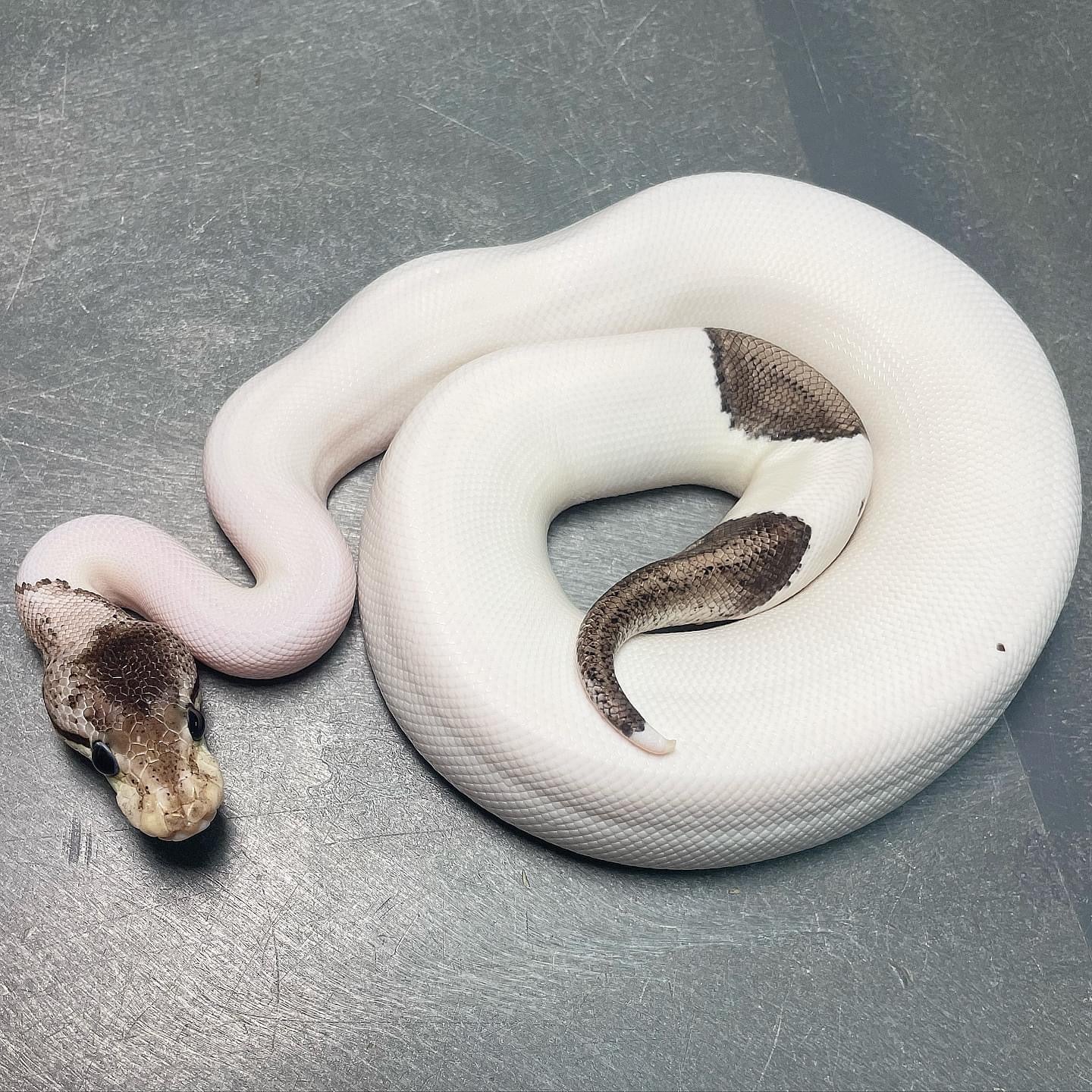 (Super) Leopard Red Axanthic Pastel Pied DOT MATRIX Bloodline Male Ball Python