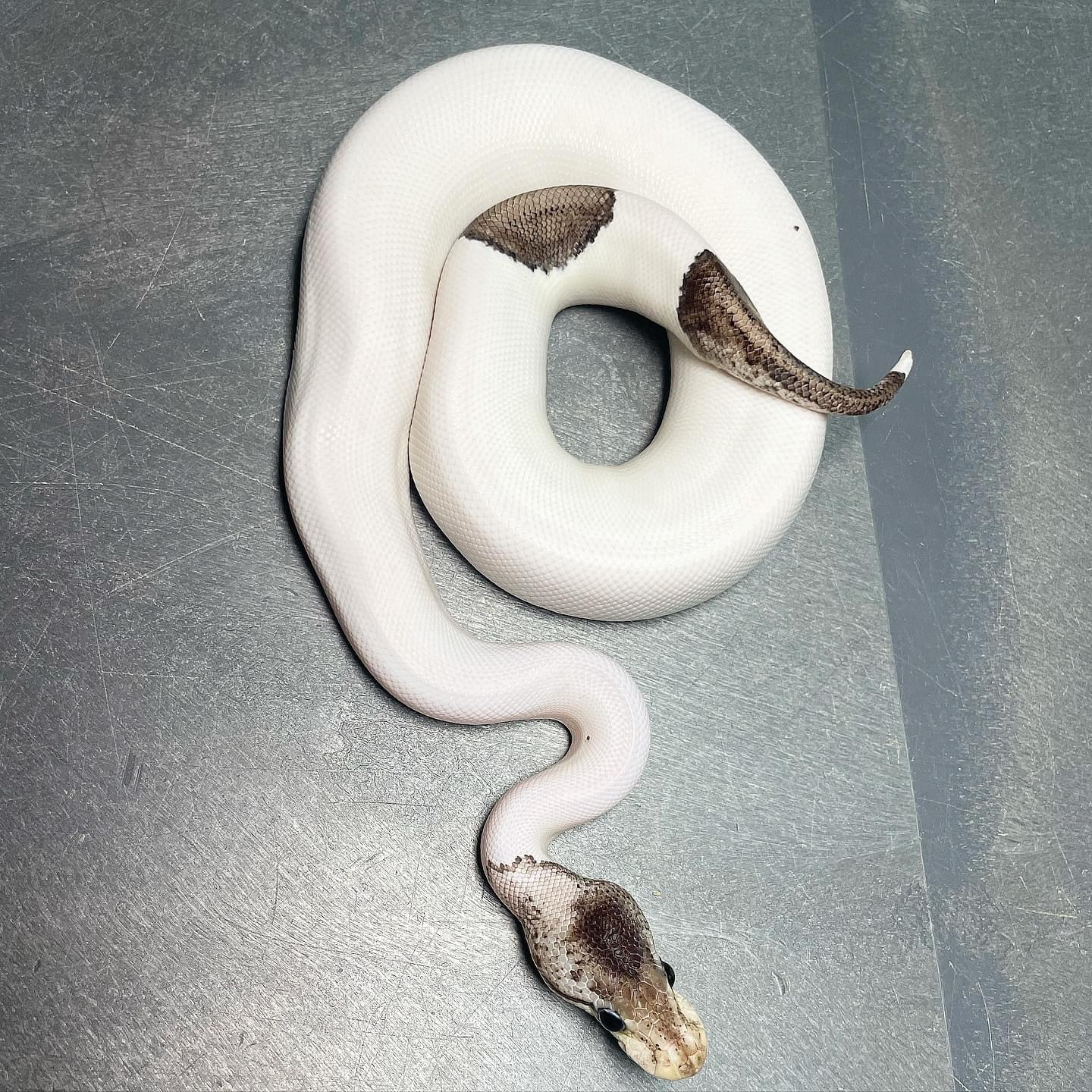 (Super) Leopard Red Axanthic Pastel Pied DOT MATRIX Bloodline Male Ball Python