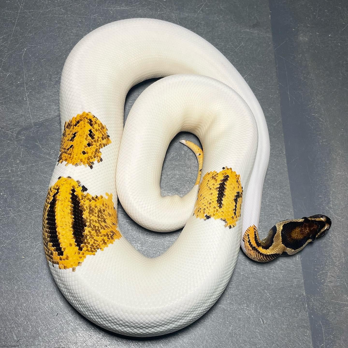 Orange Dream Yellowbelly Pied Female Ball Python