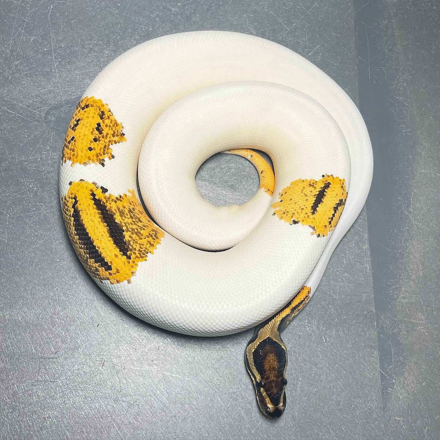 Orange Dream Yellowbelly Pied Female Ball Python