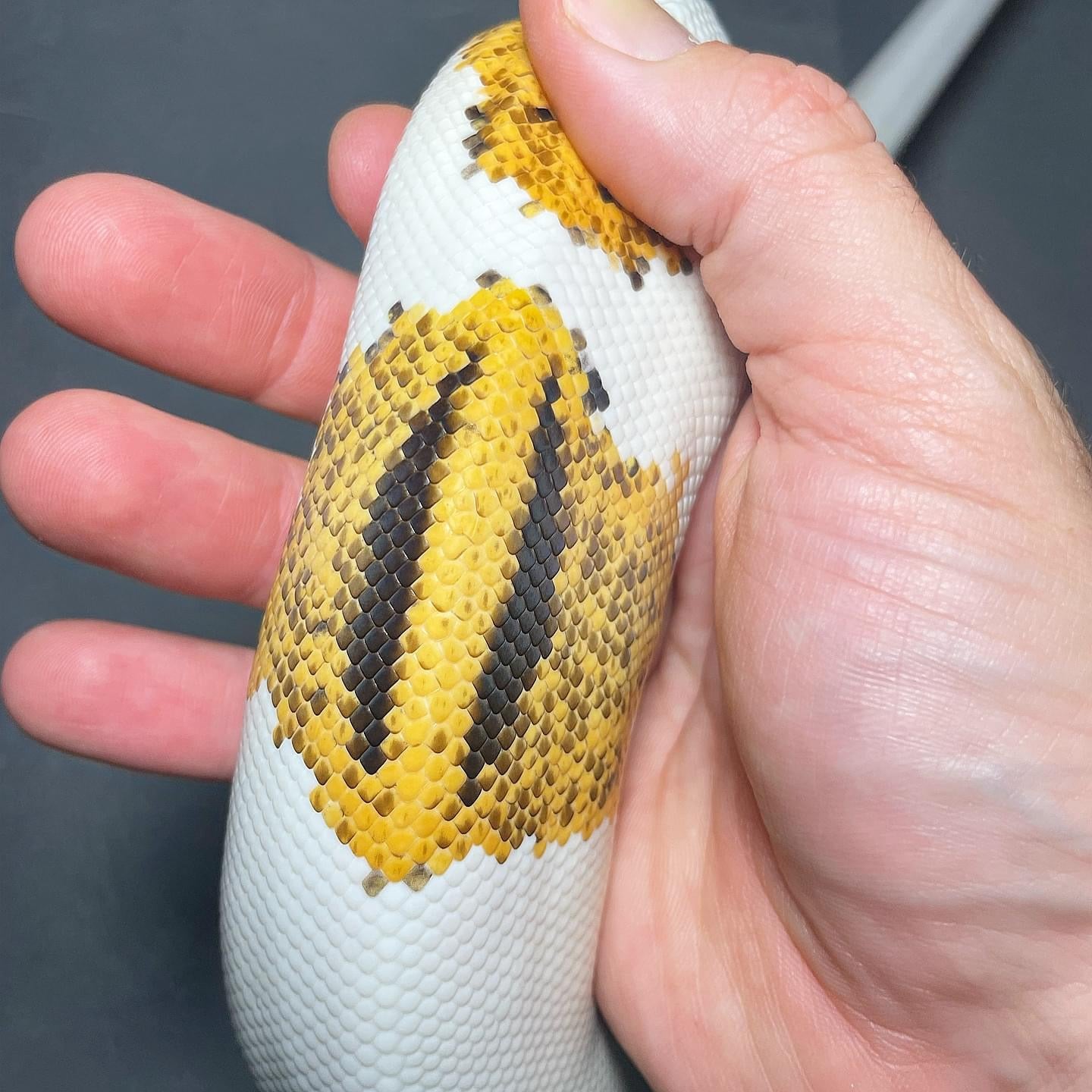 Orange Dream Yellowbelly Pied Female Ball Python