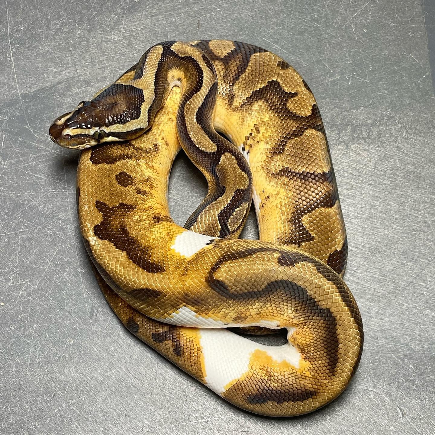 Enchi Pied Male Ball Python