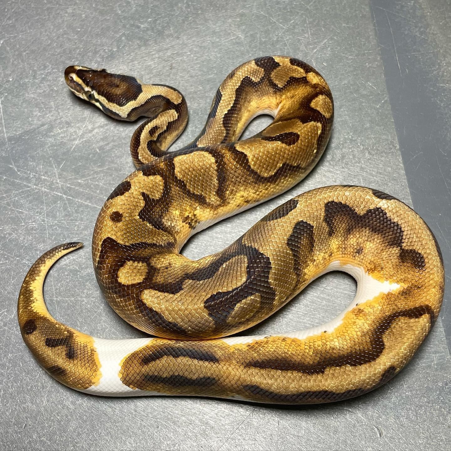 Enchi Pied Male Ball Python