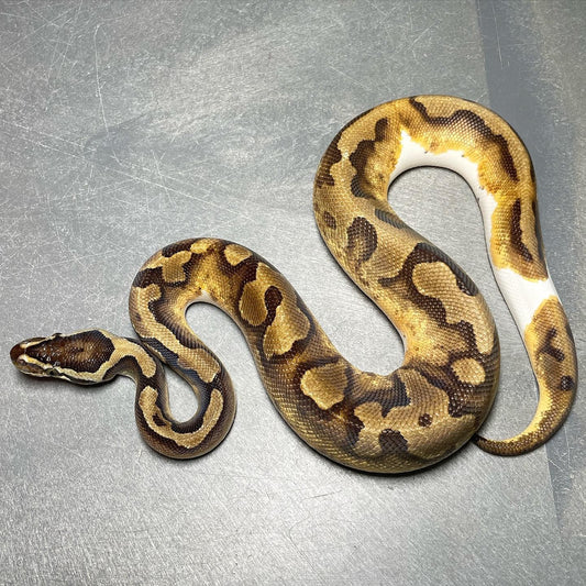 Enchi Pied Male Ball Python