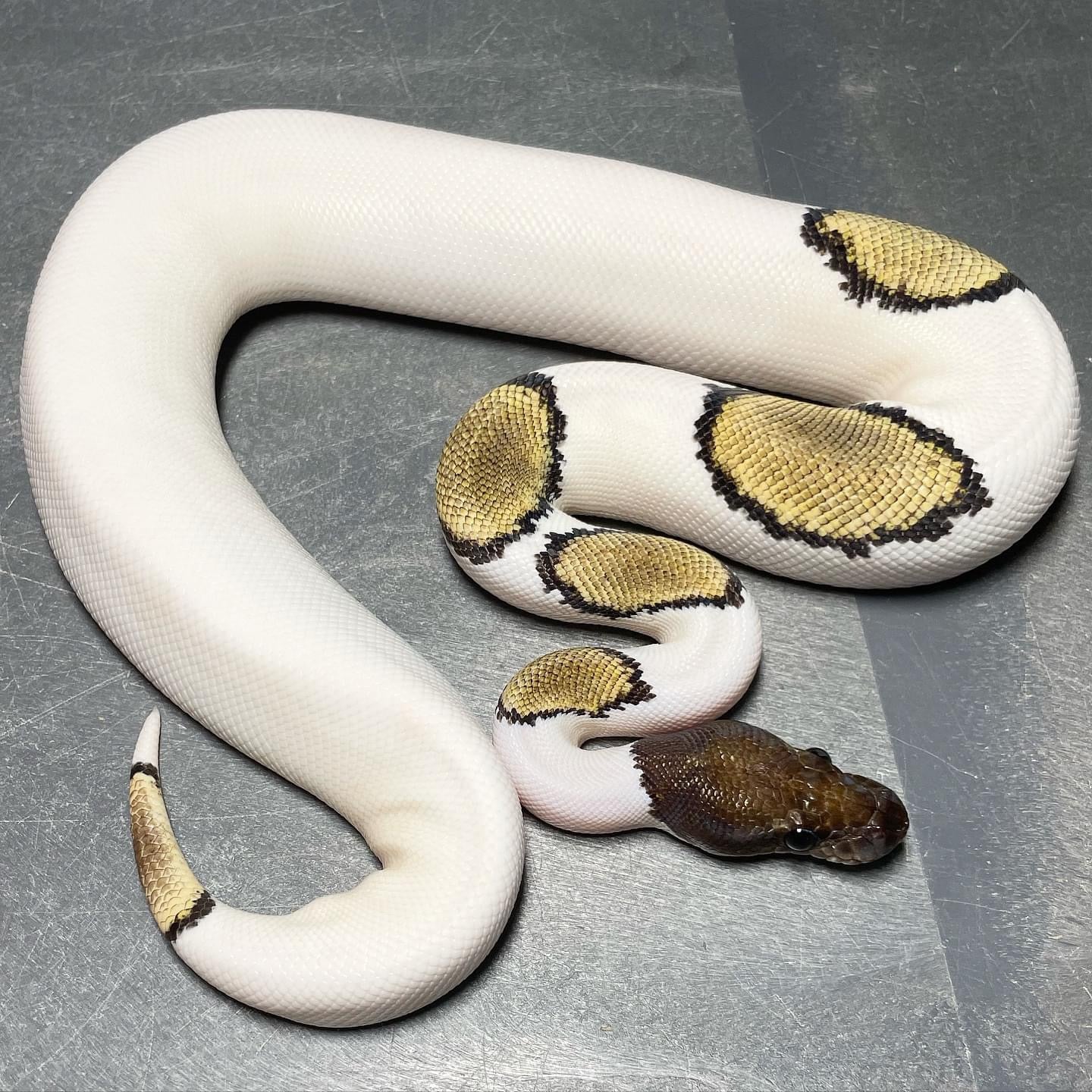 Mojave Pied pos. GHI Female Ball Python
