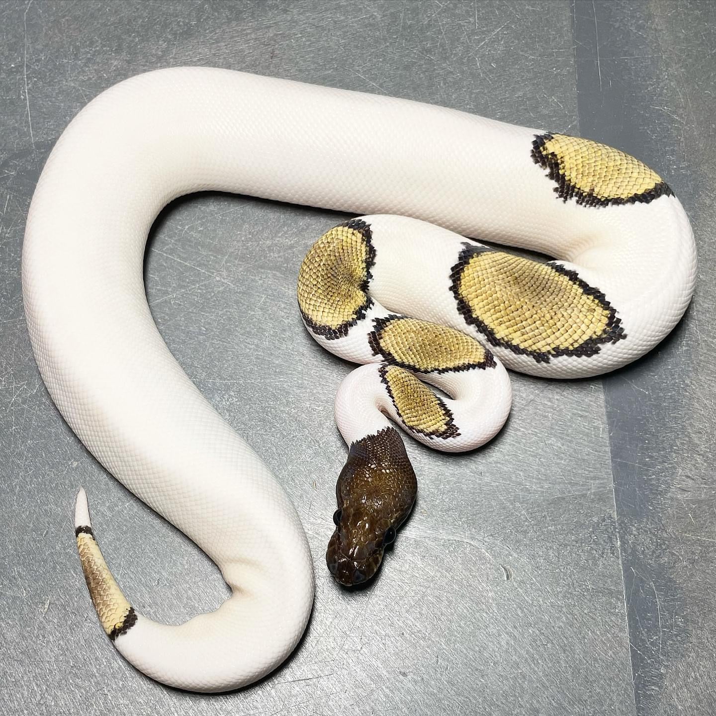 Mojave Pied pos. GHI Female Ball Python