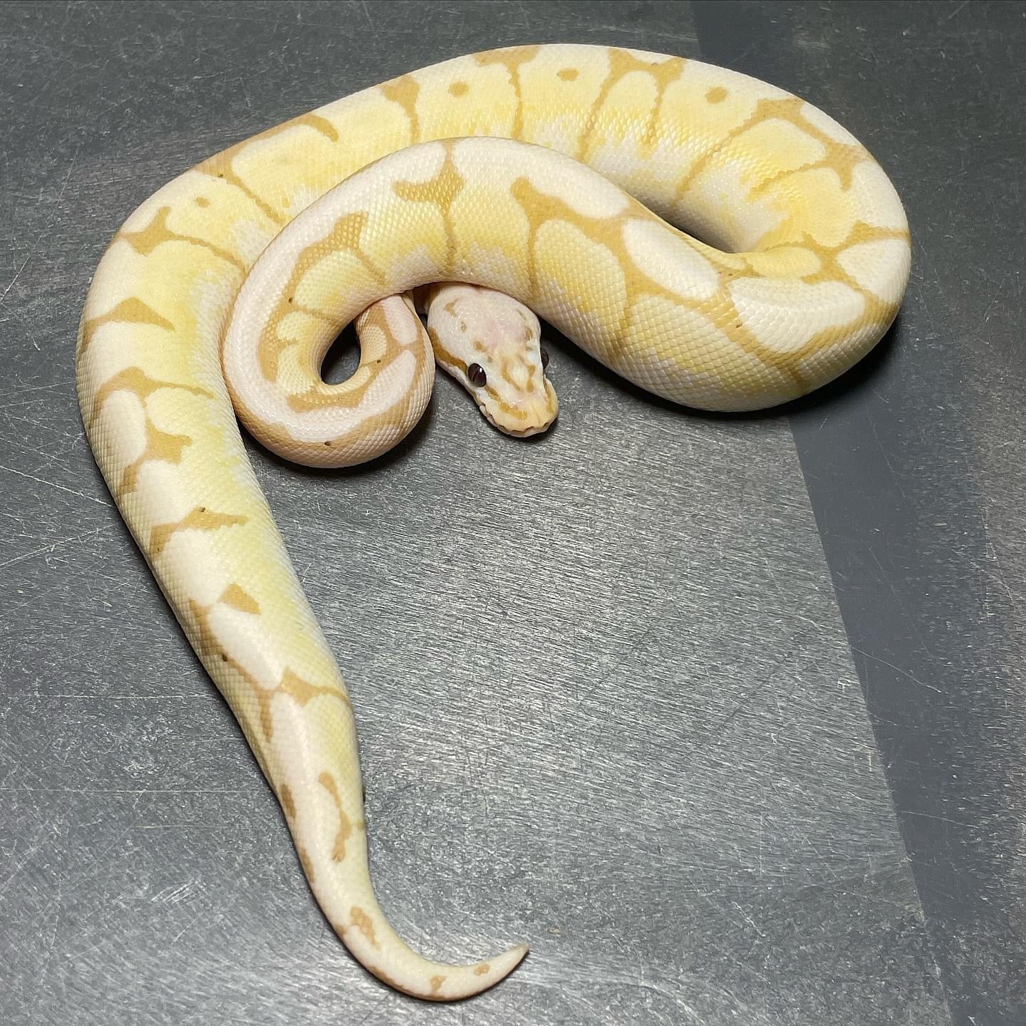 Banana Bumblebee 50% Het Pied Male Ball Python