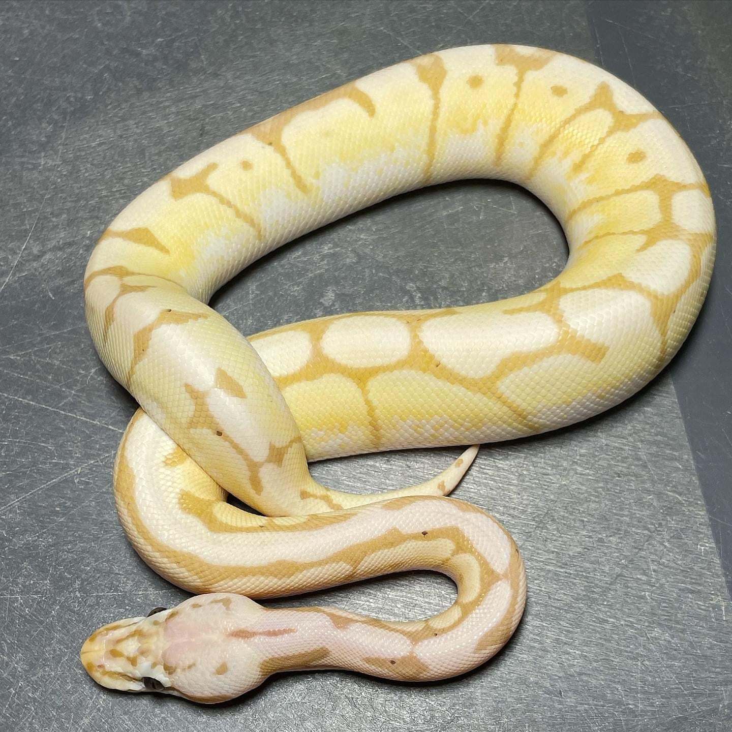 Banana Bumblebee 50% Het Pied Male Ball Python
