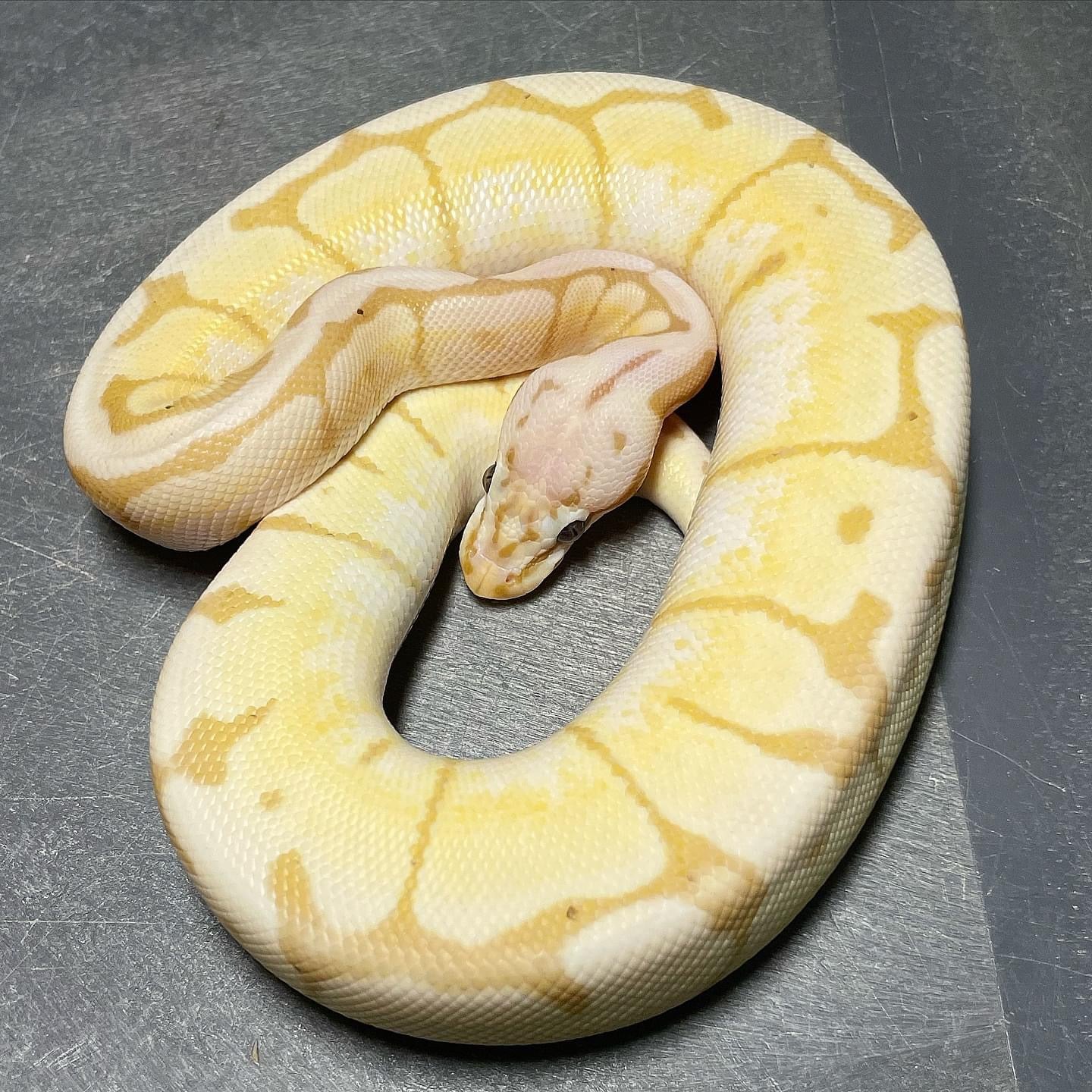Banana Bumblebee 50% Het Pied Male Ball Python