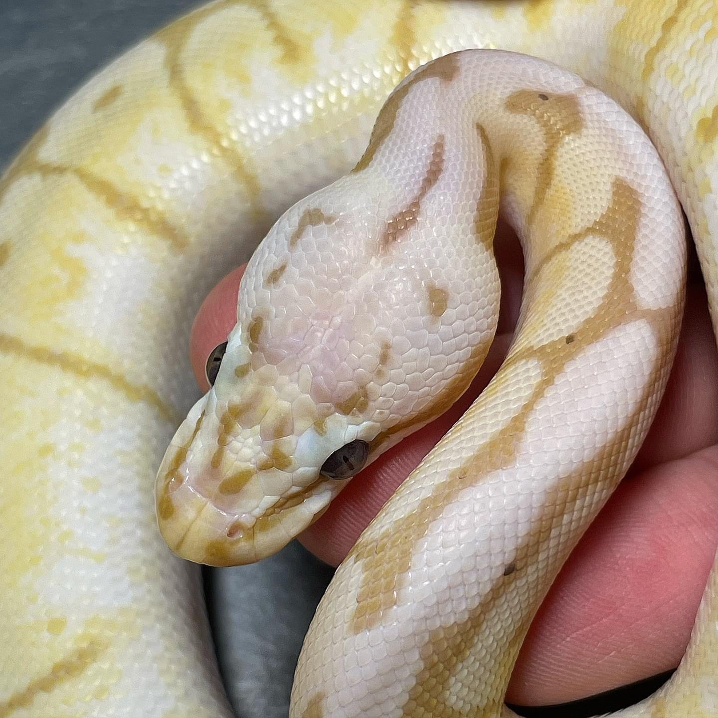 Banana Bumblebee 50% Het Pied Male Ball Python
