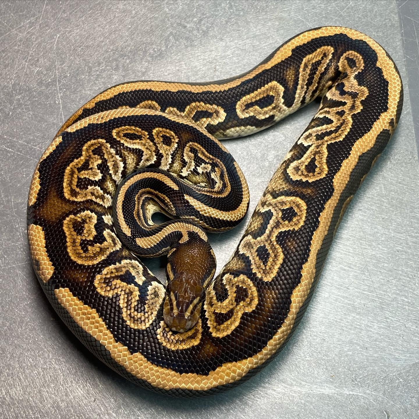 Black Pastel Double Het Candy Pied Female sub-adult