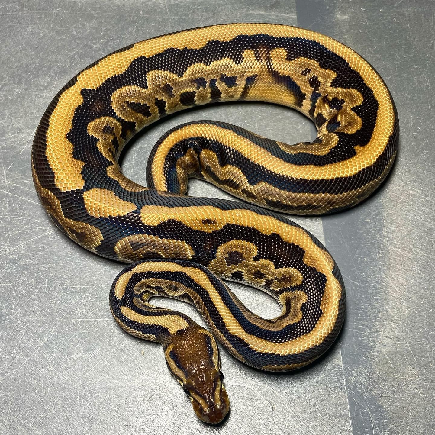 Black Pastel Double Het Candy Pied Female Ball Python