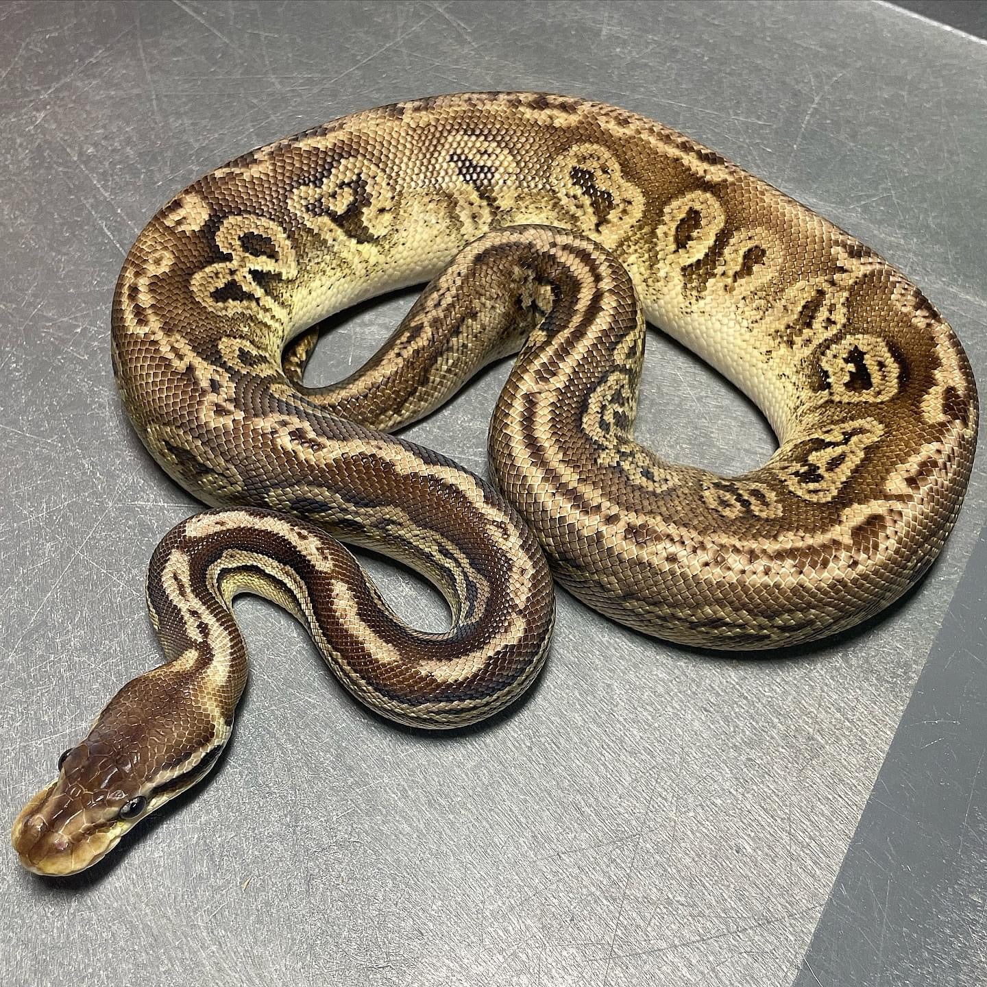 Black Pewter Double Het Candy Pied Female Ball Python