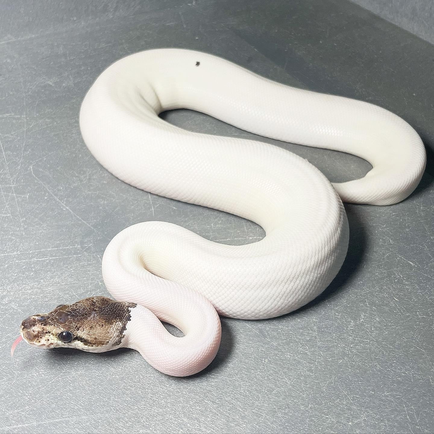 (Super) Leopard Red Axanthic Pastel Pied Female Ball Python