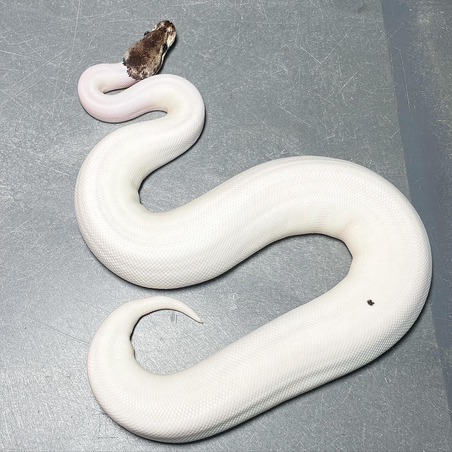 (Super) Leopard Red Axanthic Pastel Pied Female Ball Python