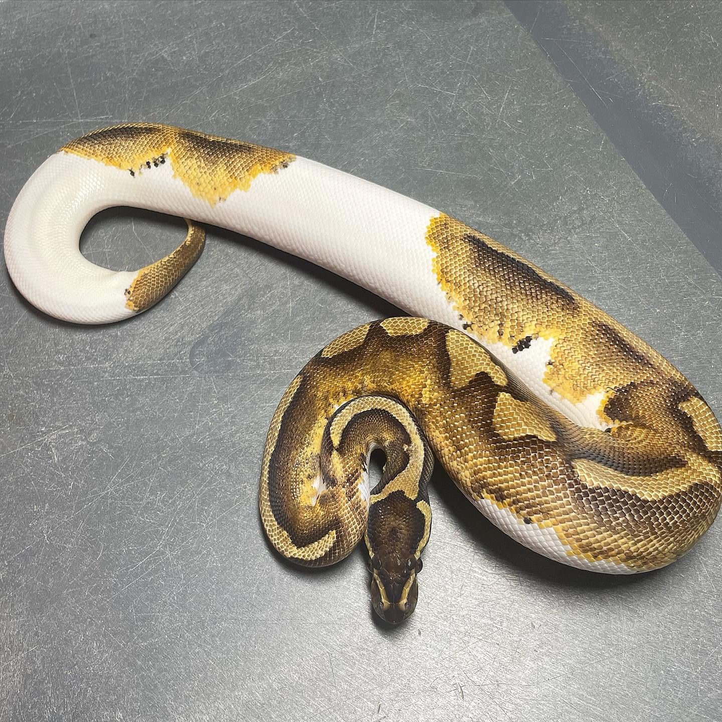 Enchi Pied Female Ball Python