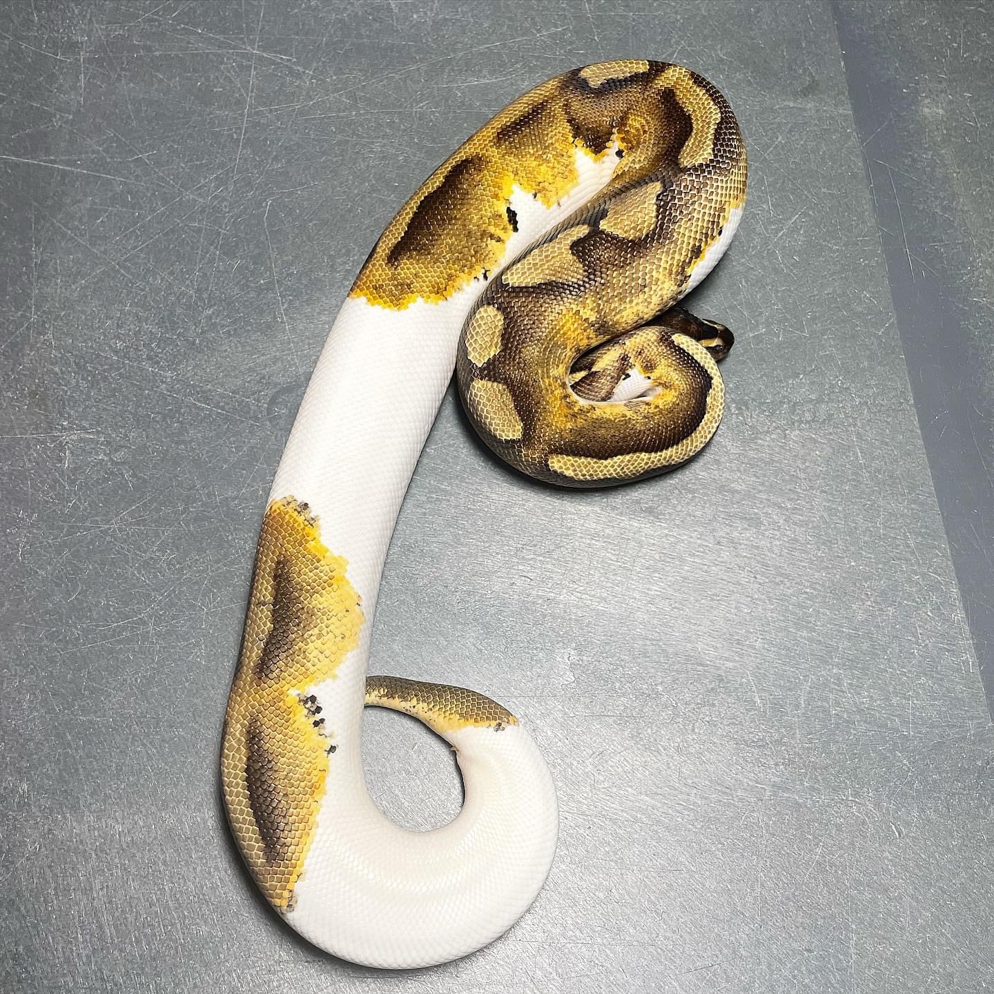 Enchi Pied Female Ball Python
