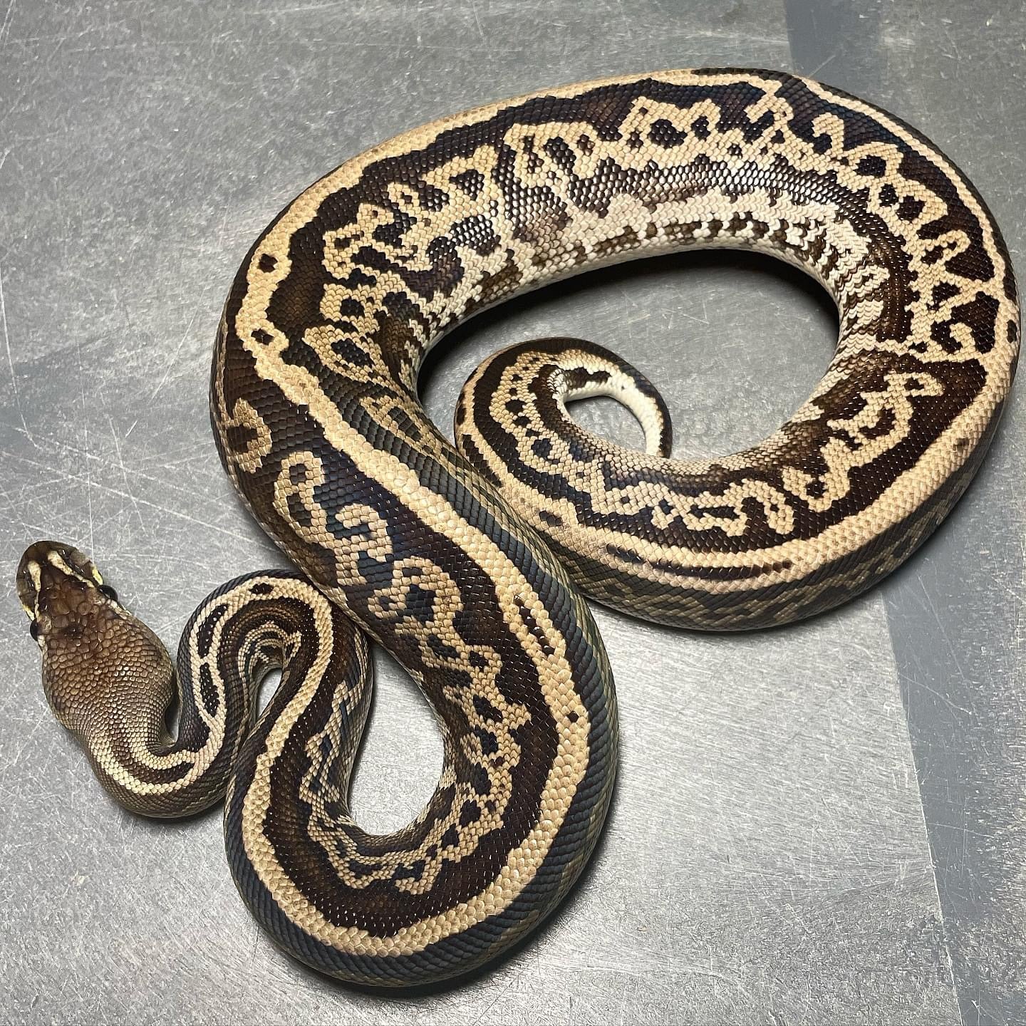 (Super) Leopard Red Axanthic Het Pied Female Ball Python