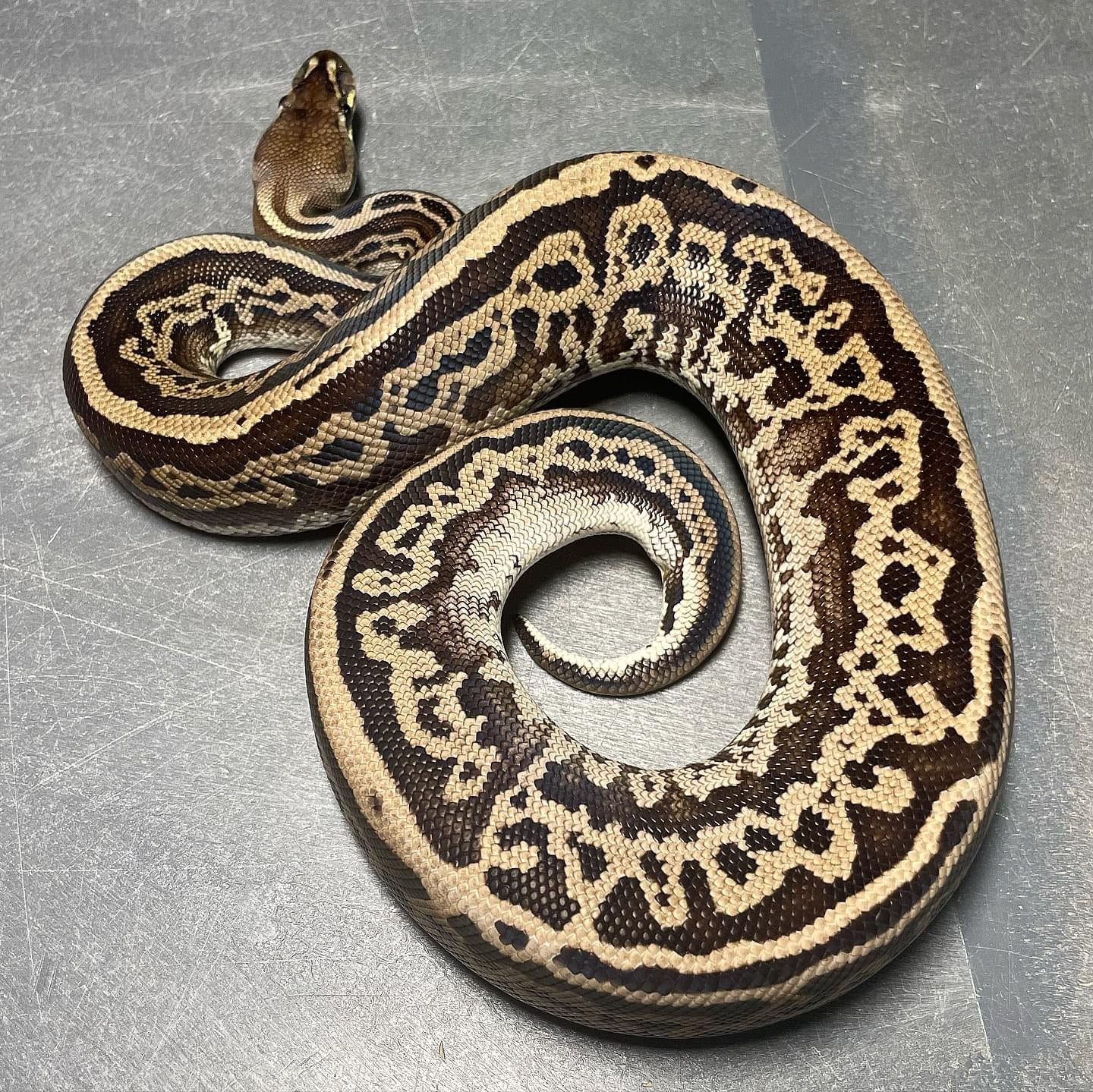 (Super) Leopard Red Axanthic Het Pied Female Ball Python