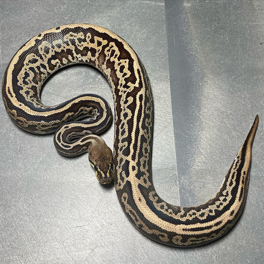 (Super) Leopard Red Axanthic Het Pied Female Ball Python