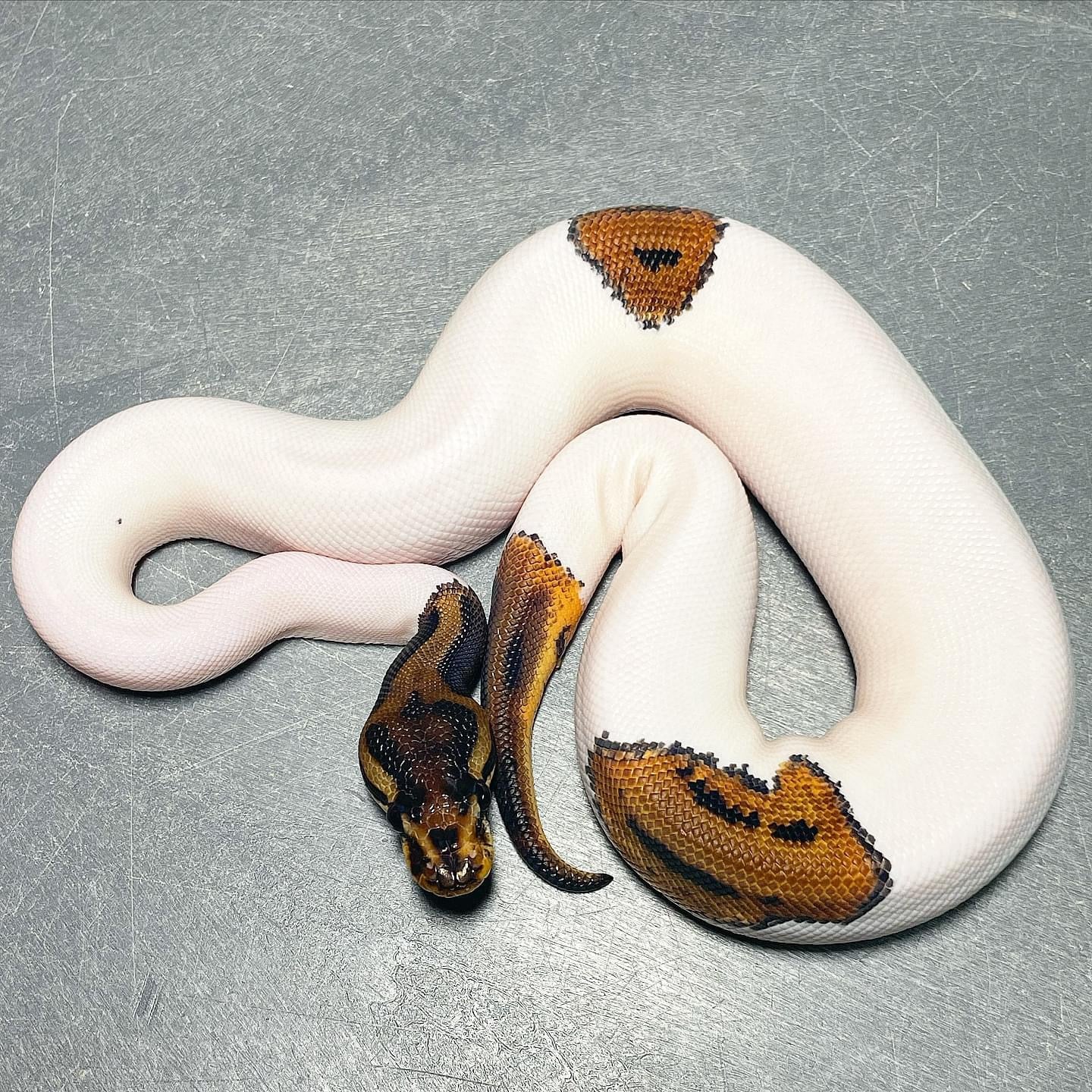 Leopard Yellowbelly Pied Male Ball Python