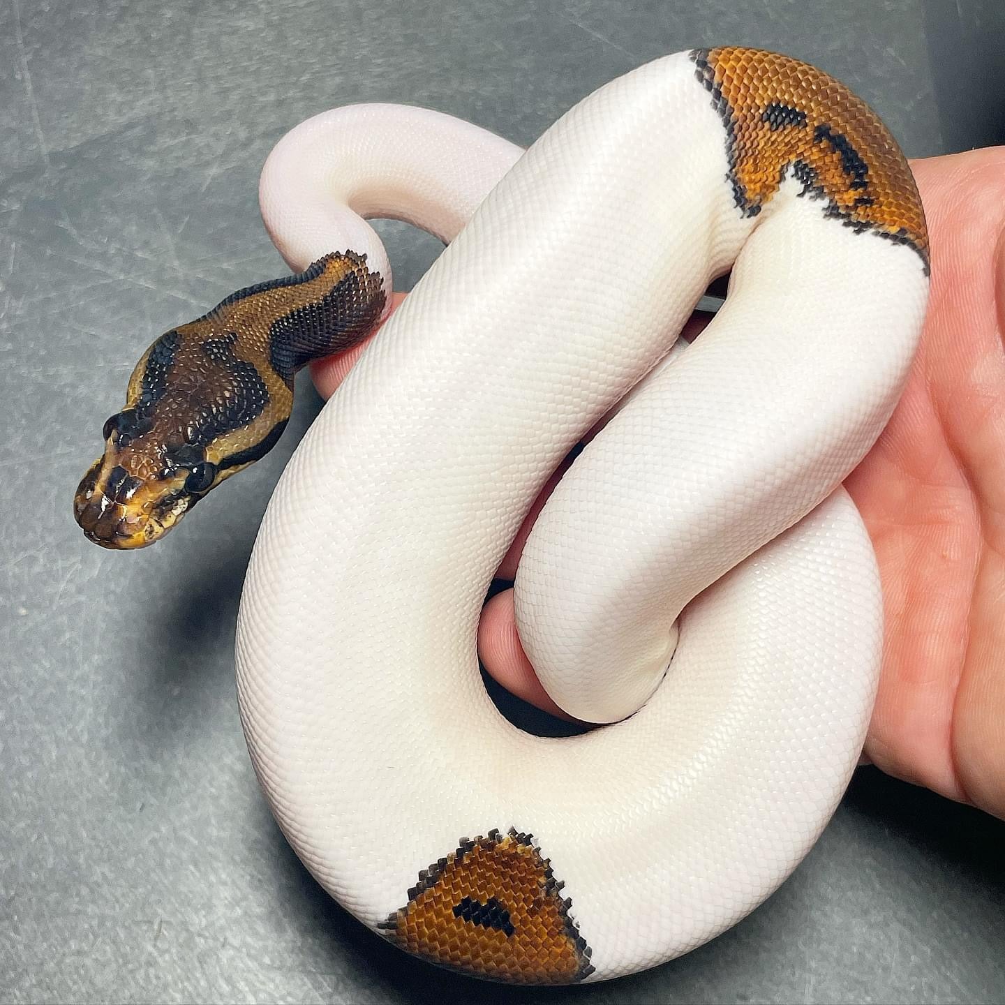 Leopard Yellowbelly Pied Male Ball Python