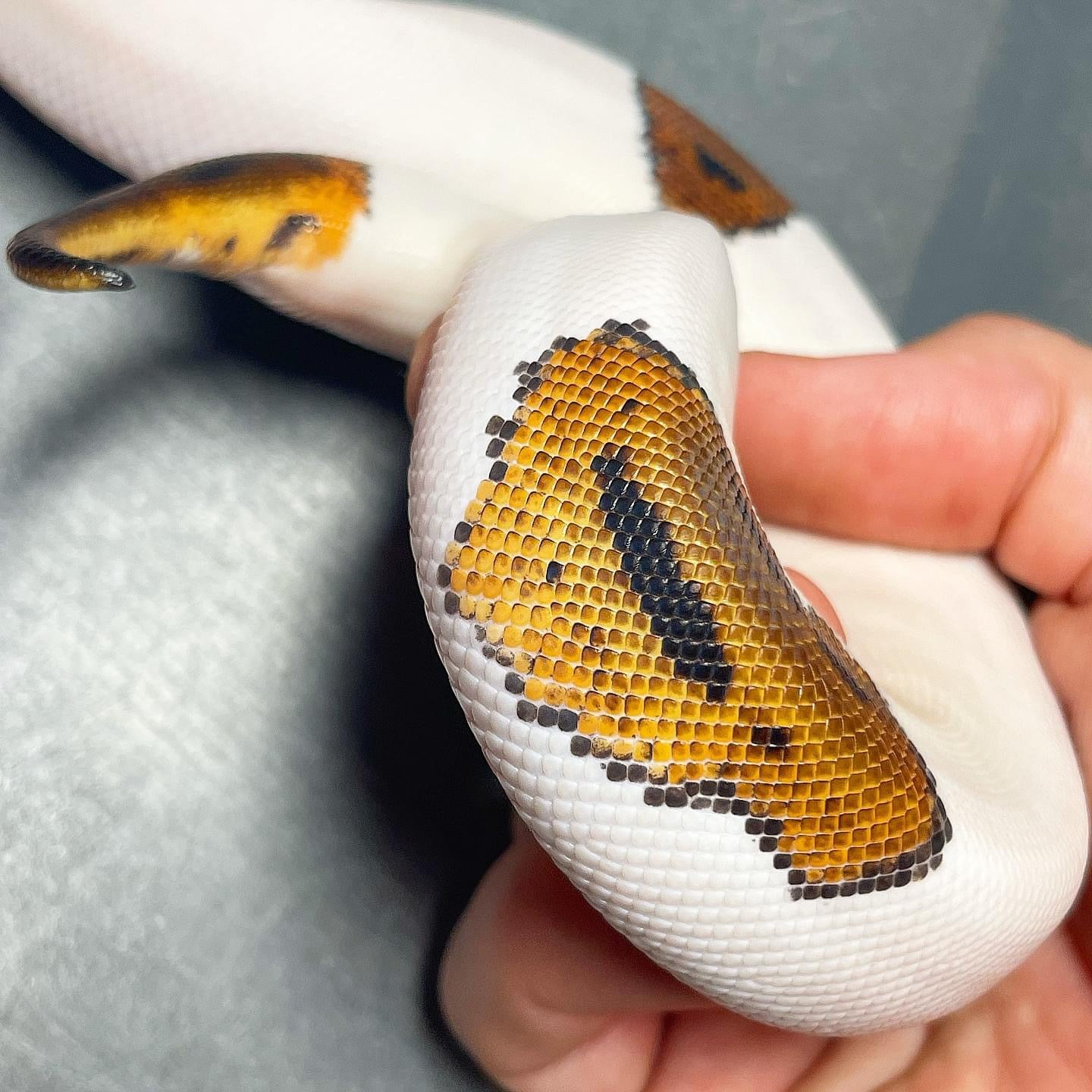 Leopard Yellowbelly Pied Male Ball Python