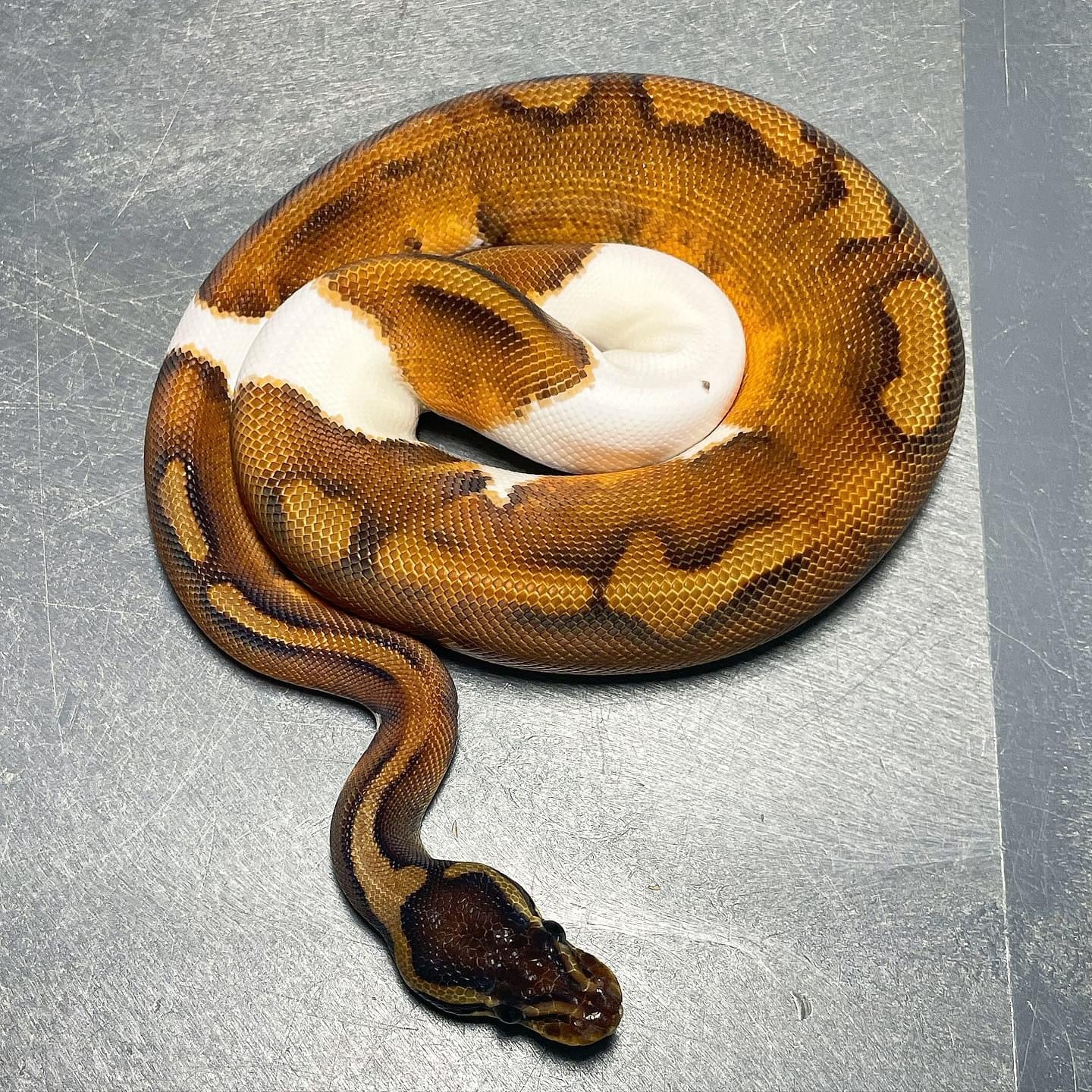 Cinnamon Enchi Pied Male Ball Python