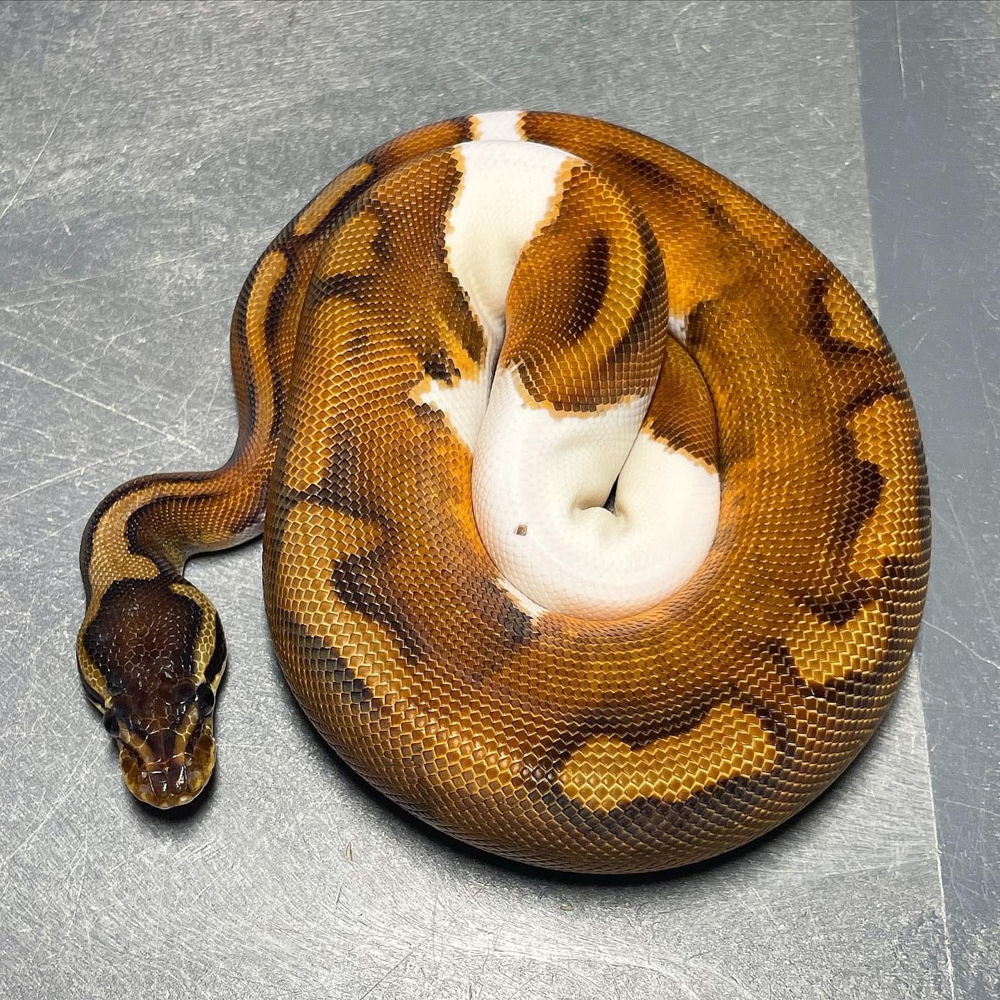 Cinnamon Enchi Pied Male Ball Python