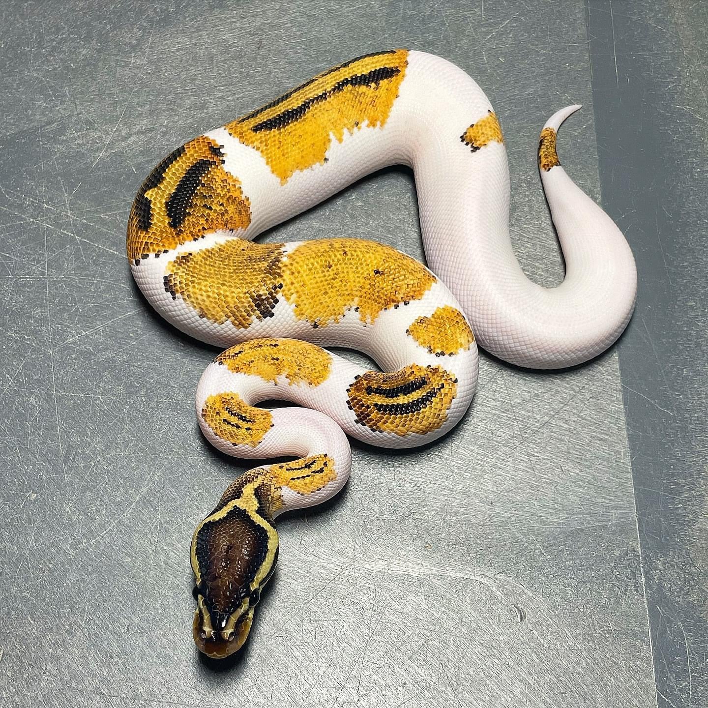 Yellowbelly Pastel Pied Male Ball Python