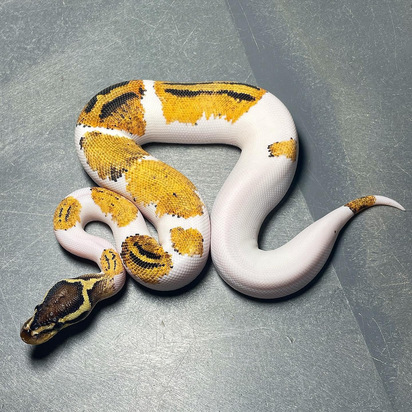 Yellowbelly Pastel Pied Male Ball Python