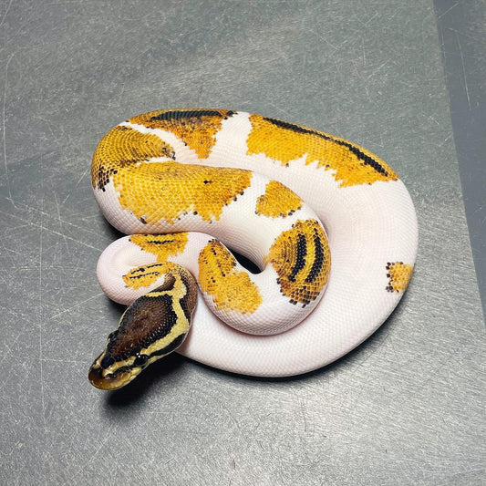 Yellowbelly Pastel Pied Male Ball Python
