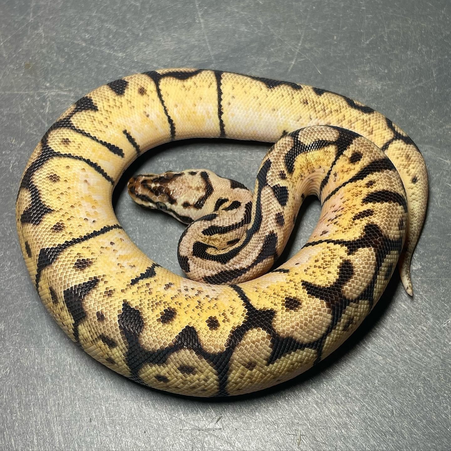 Bee Het Pied pos. Sandblast Female Ball Python
