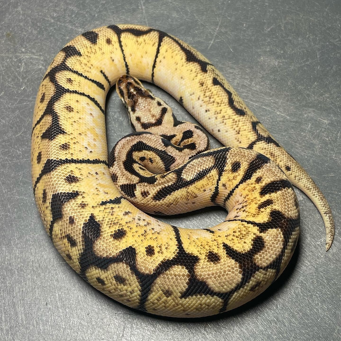 Bee Het Pied pos. Sandblast Female Ball Python