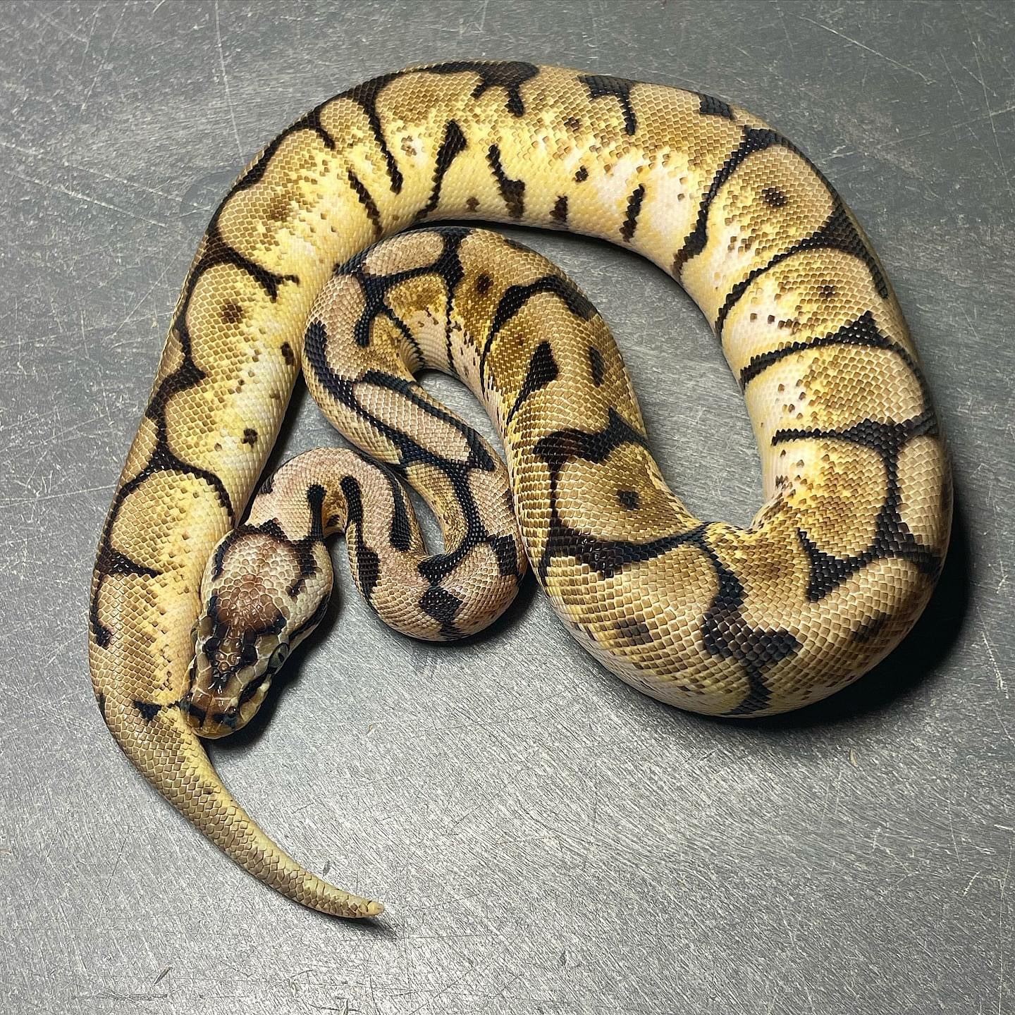 Bee Het Pied pos. Sandblast Female Ball Python