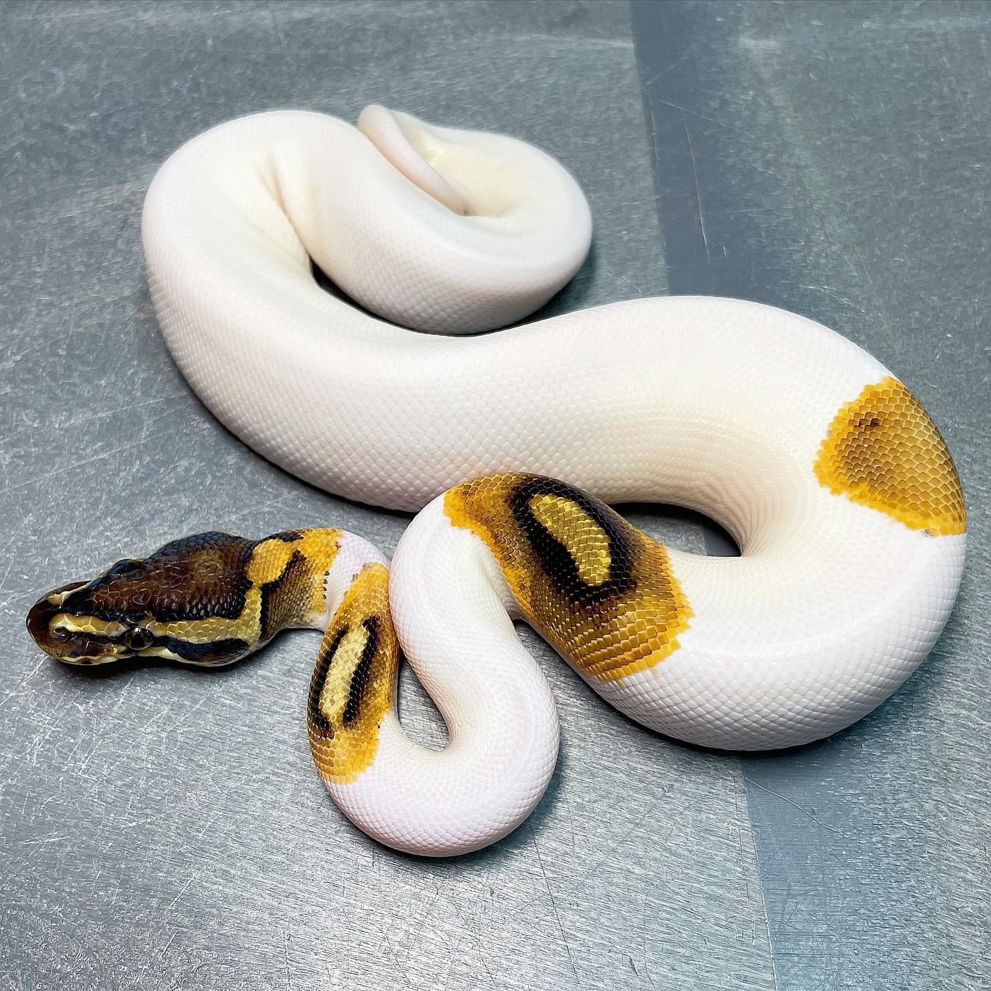 Cinnamon Enchi Pied Male Ball Python