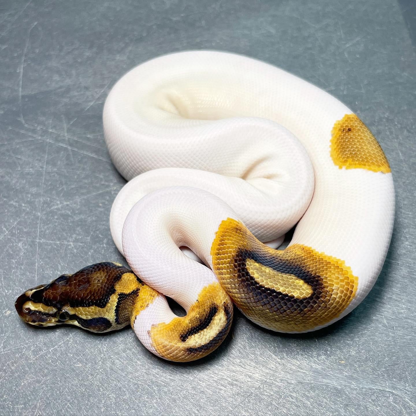 Cinnamon Enchi Pied Male Ball Python