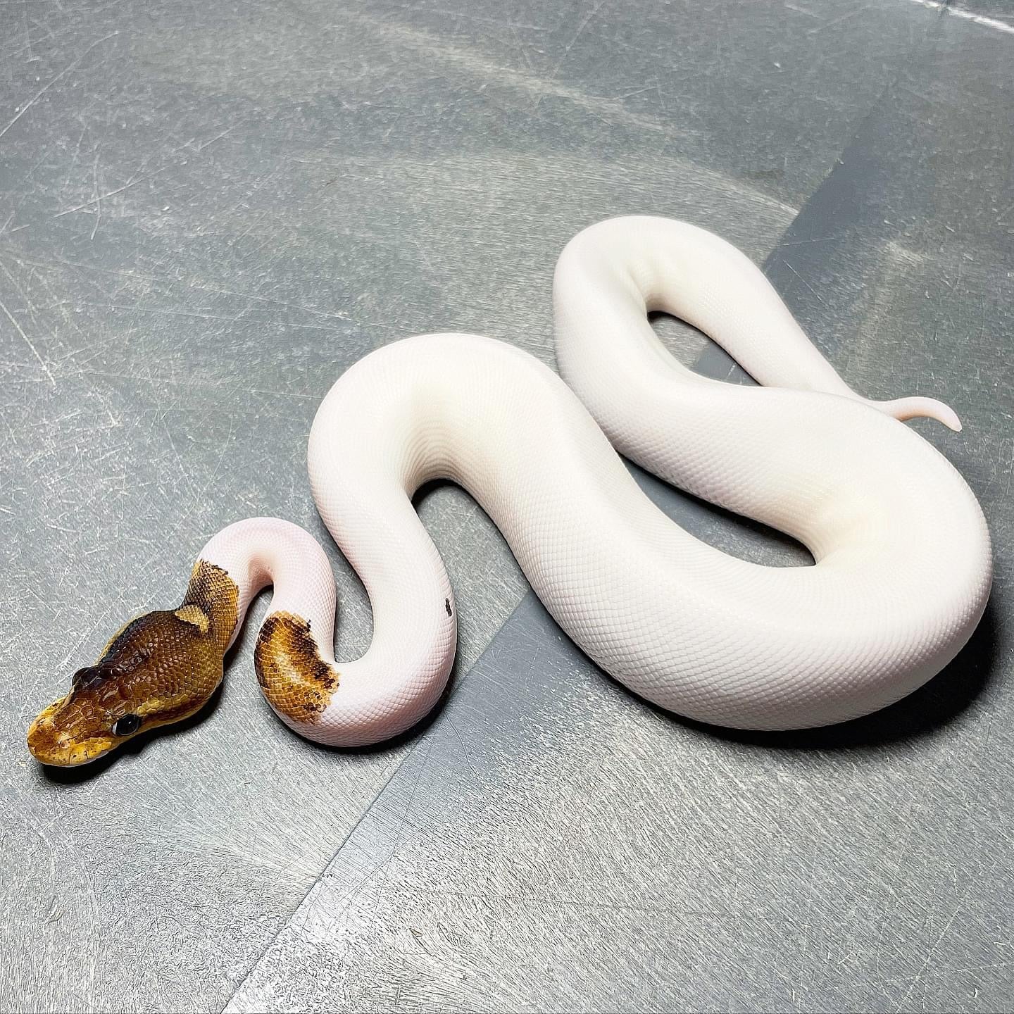 Cinnamon Pastel Enchi Pied Female Ball Python