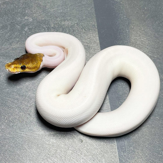 Pastel Cinnamon Enchi Pied Female Ball Python